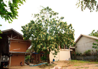 Oasis Bungalow