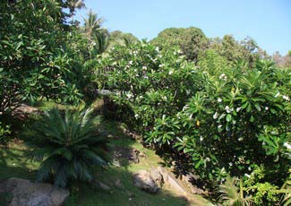 Garden along the hill